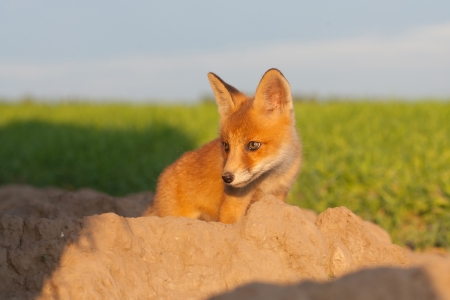 Cute fox cub looking rightの写真素材
