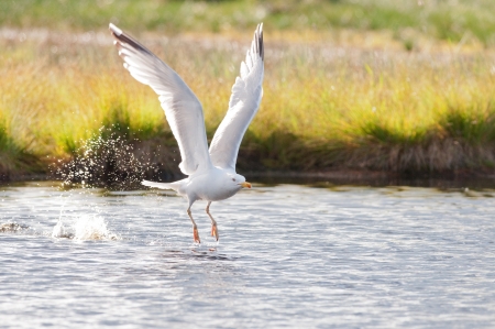 Herring gull takeoff on lakeの写真素材