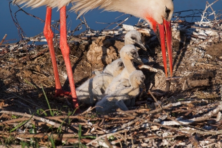 White stork feeding chicksの写真素材
