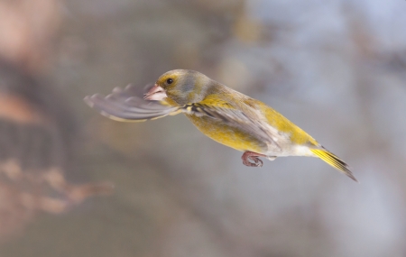 Greenfinch bird in flightの写真素材