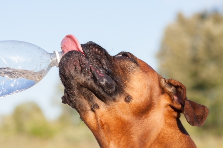 Dog drinks water from plastic bottleの写真素材