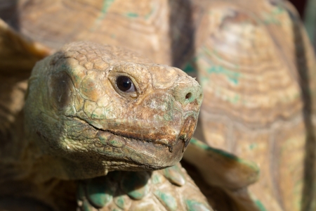 Closeup of giant turtle headの写真素材