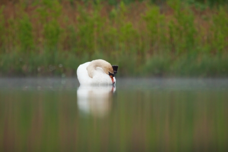 Sleepy mute swan on lakeの写真素材