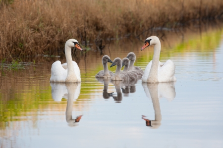 Mute swan family enjoying summer eveningの写真素材