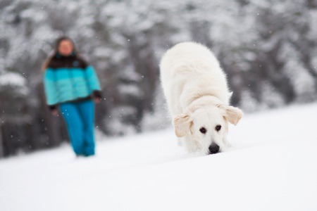 Golden retriever tracing in snowの写真素材