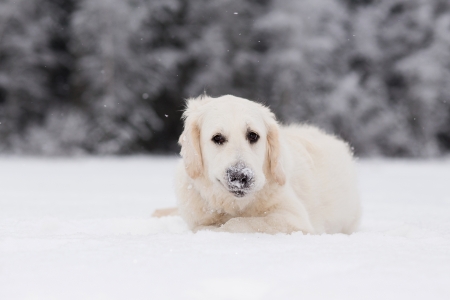 Golden retriever with snowy noseの写真素材