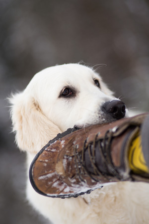 Golden retriever dog bites man`s footの写真素材
