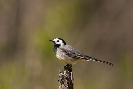Wagtail birdの写真素材