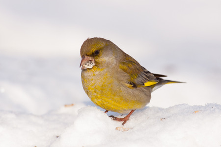 Greenfinc in winterの写真素材