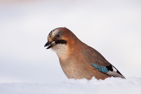 Jaybird in snowの写真素材