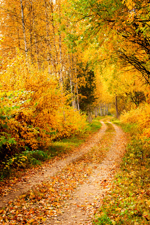 Beautiful autumn sceneの写真素材