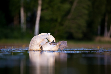 Mute swan evening hygieneの写真素材