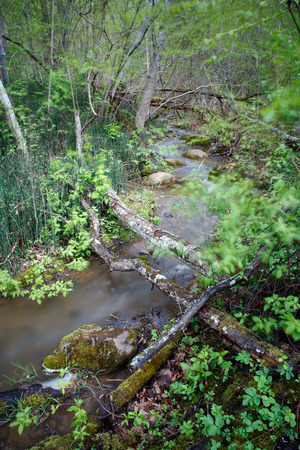 Small river in wild forestの写真素材