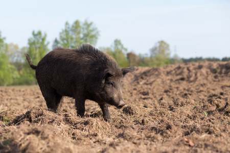Wild boar searching food on fieldの写真素材
