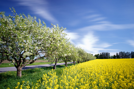 View to apple trees and rape fieldの写真素材