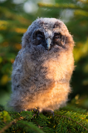 Portrait of long-eared owl chickの写真素材