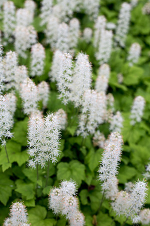 Tiarella flower in gardenの写真素材