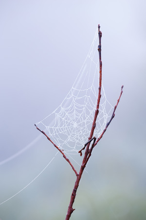 Spiderwebの写真素材