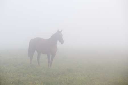 Brown horse standing in morning fogの写真素材