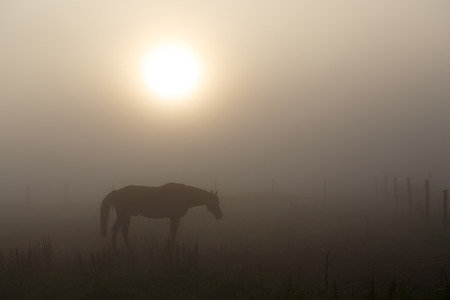 Summer morning mystery with horse, fog and sunriseの写真素材