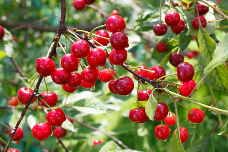 Cherry treeの写真素材