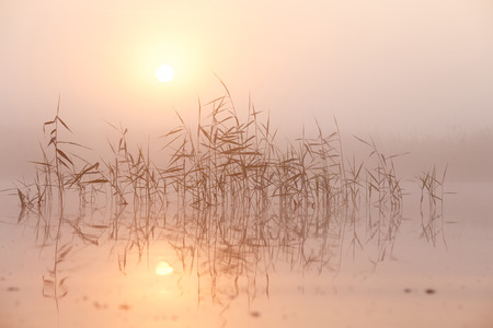 Summer morning fog on lakeの写真素材