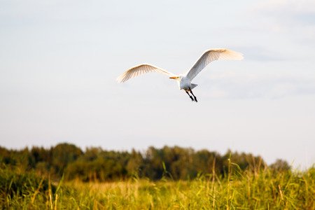 Great egret flyingの写真素材