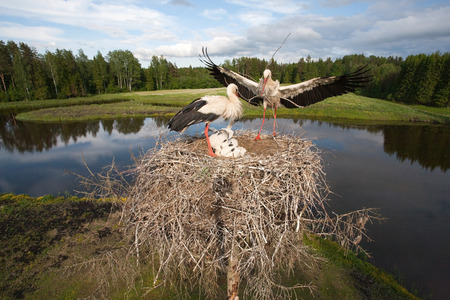 White stork family in actionの写真素材