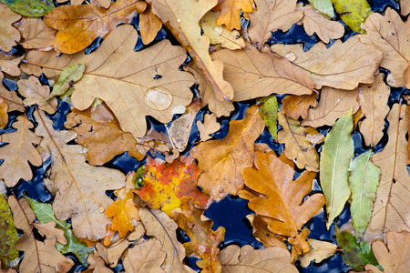 Leaves of autumn trees in water, big water drop on oak leafの写真素材