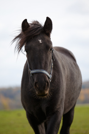Portrait of dark brown horseの写真素材