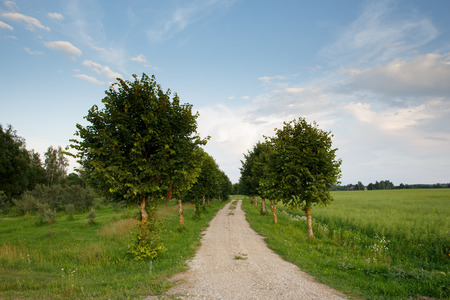 Country roadの写真素材