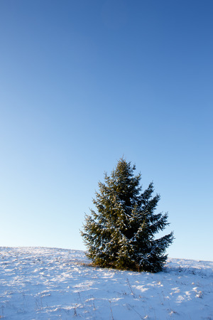 Lonely spruceの写真素材