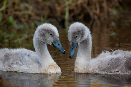Mute swan chicksの写真素材