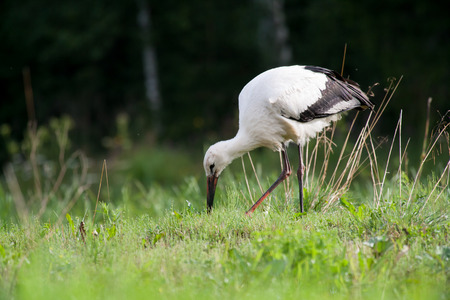 White stork searching foodの写真素材
