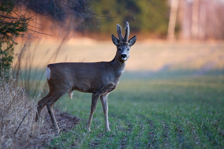 Male roe deerの写真素材