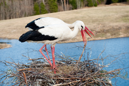White storks building a nestの写真素材