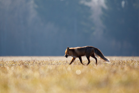 Red fox with prey (mole)の写真素材