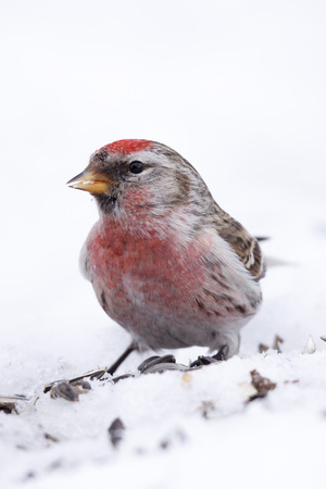 Portrait of redpoll (Carduelis flammea)の写真素材