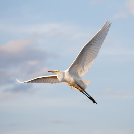 Great egret flyingの写真素材