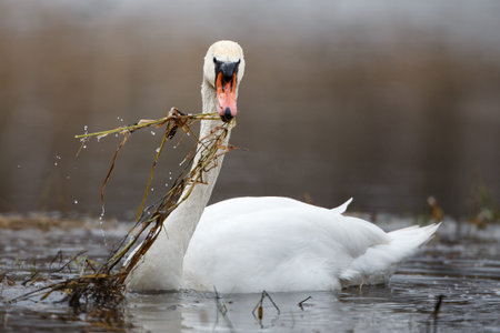 Mute swan in actionの写真素材