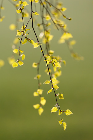 Fresh birch leaves in springtimeの写真素材