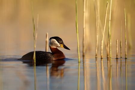 Red-necked grebeの写真素材