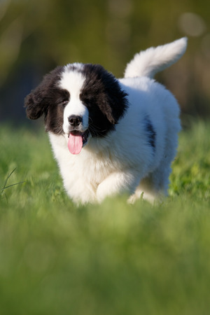 Landseer puppyの写真素材