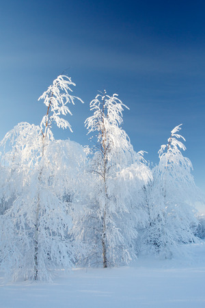 Snowy birch trees in winterの写真素材