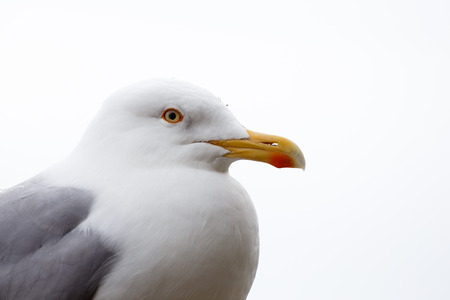 Portrait of european herring gullの写真素材
