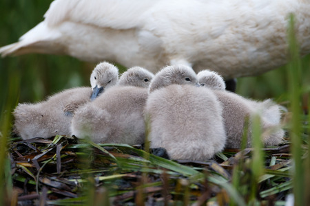 Mute swan chicksの写真素材