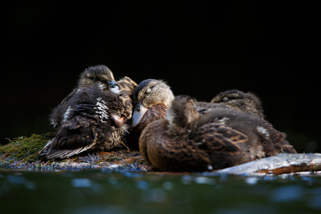 Sleeping mallard duck chicksの写真素材