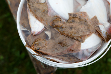 European flounders ready for salting and cookingの写真素材