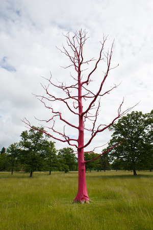 Pink treeの写真素材