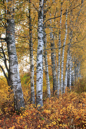 Autumnの写真素材